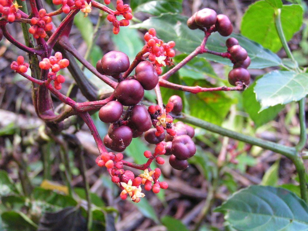 Leea guineensis Leea guineensis