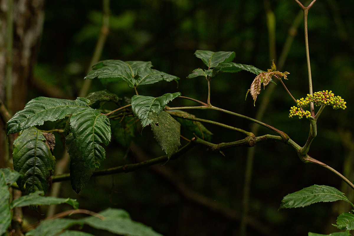 Leea guineensis Leea guineensis