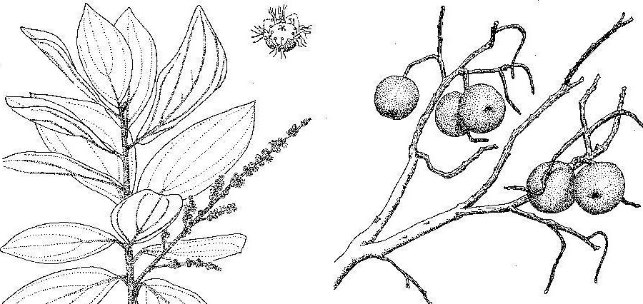 Anisophyllea boehmii Anisophyllea boehmii
