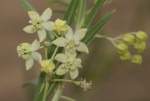Gomphocarpus fruticosus subsp. rostratus