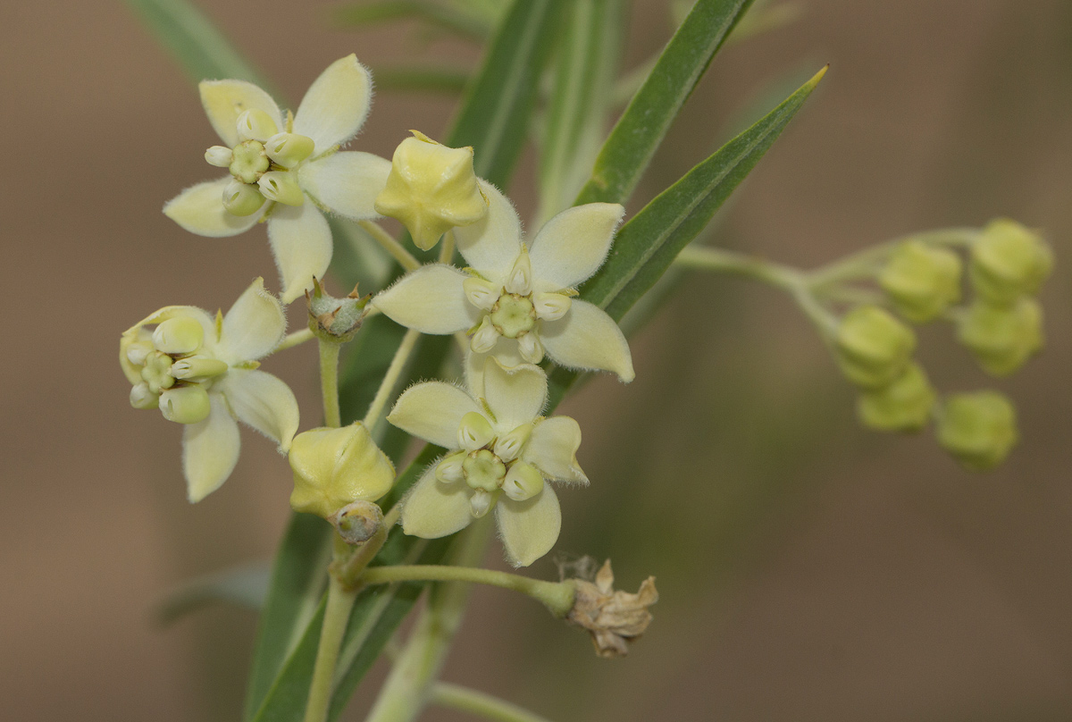 Gomphocarpus fruticosus subsp. rostratus Gomphocarpus fruticosus subsp. rostratus