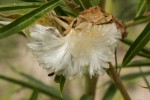 Gomphocarpus fruticosus subsp. rostratus