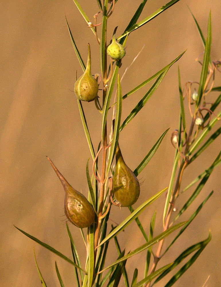 Gomphocarpus fruticosus subsp. rostratus Gomphocarpus fruticosus subsp. rostratus