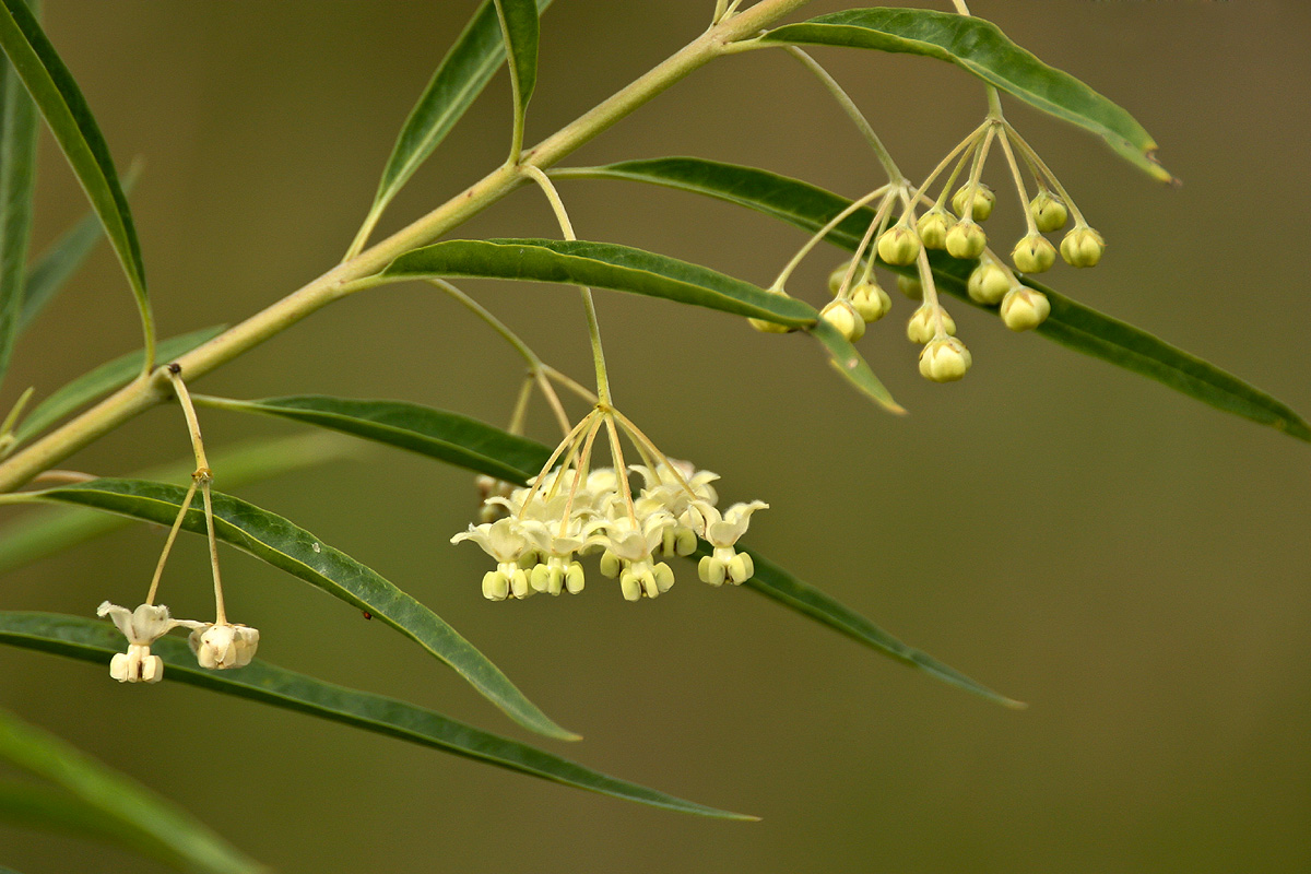 Gomphocarpus fruticosus subsp. rostratus Gomphocarpus fruticosus subsp. rostratus