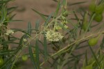 Gomphocarpus fruticosus subsp. rostratus