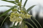 Gomphocarpus fruticosus subsp. rostratus