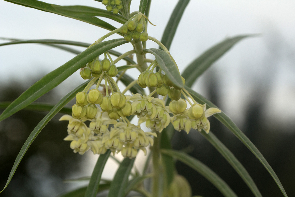 Gomphocarpus fruticosus subsp. rostratus Gomphocarpus fruticosus subsp. rostratus