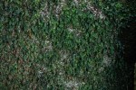 Didymoglossum erosum