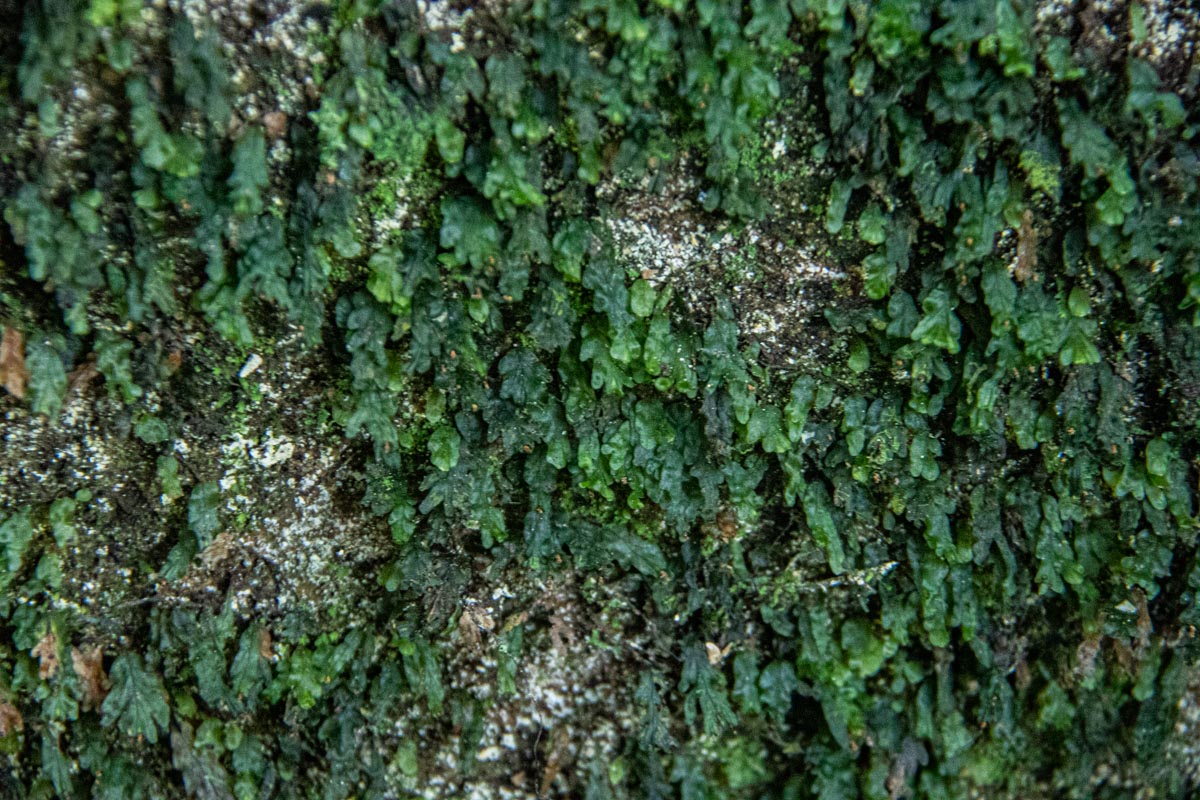Didymoglossum erosum