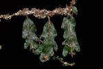 Didymoglossum erosum