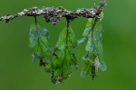Didymoglossum erosum