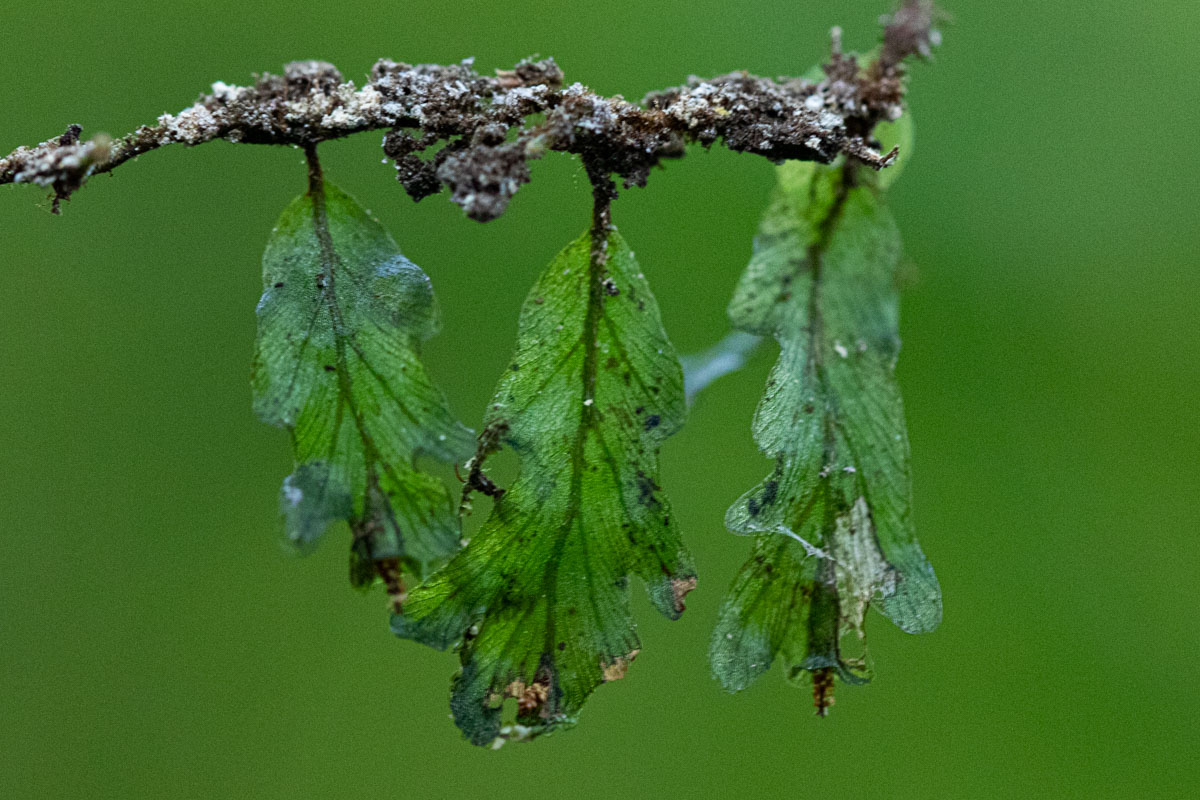 Didymoglossum erosum Didymoglossum erosum