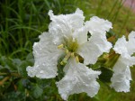 Bauhinia mendoncae