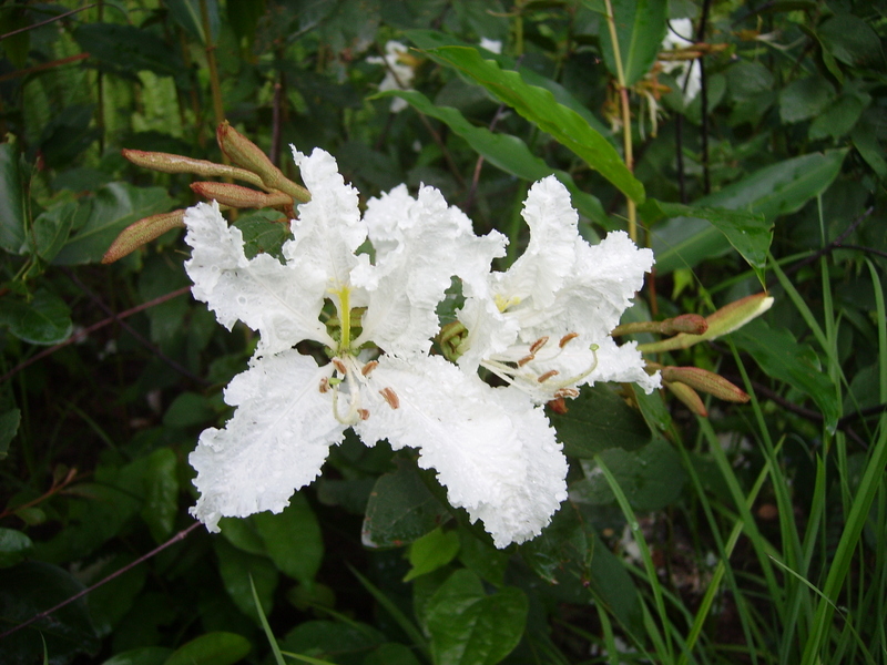 Bauhinia mendoncae Bauhinia mendoncae