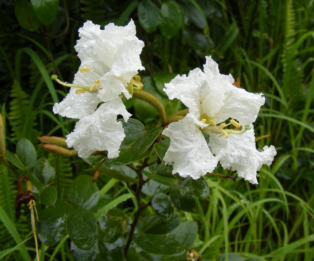 Bauhinia mendoncae Bauhinia mendoncae