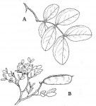 Brachystegia bakeriana