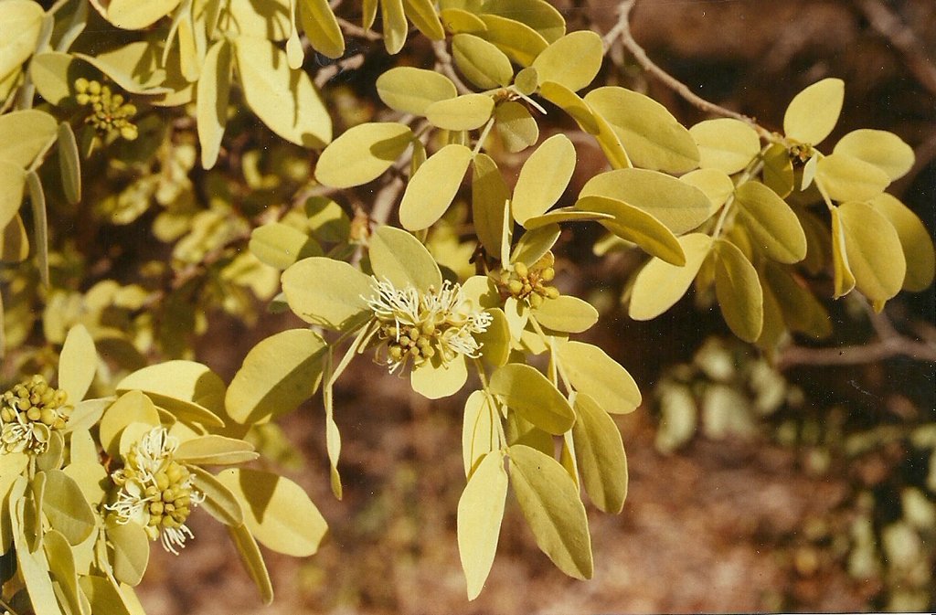 Brachystegia bakeriana Brachystegia bakeriana
