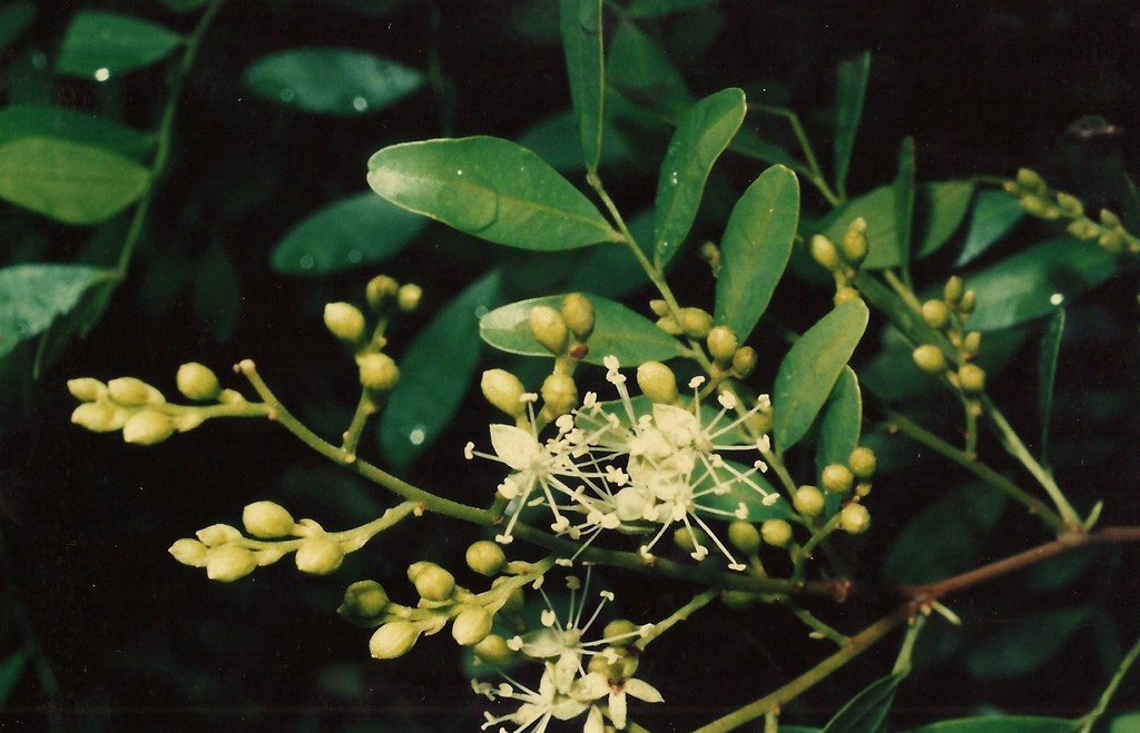 Copaifera baumiana Copaifera baumiana