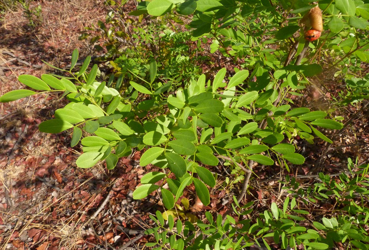 Copaifera baumiana Copaifera baumiana
