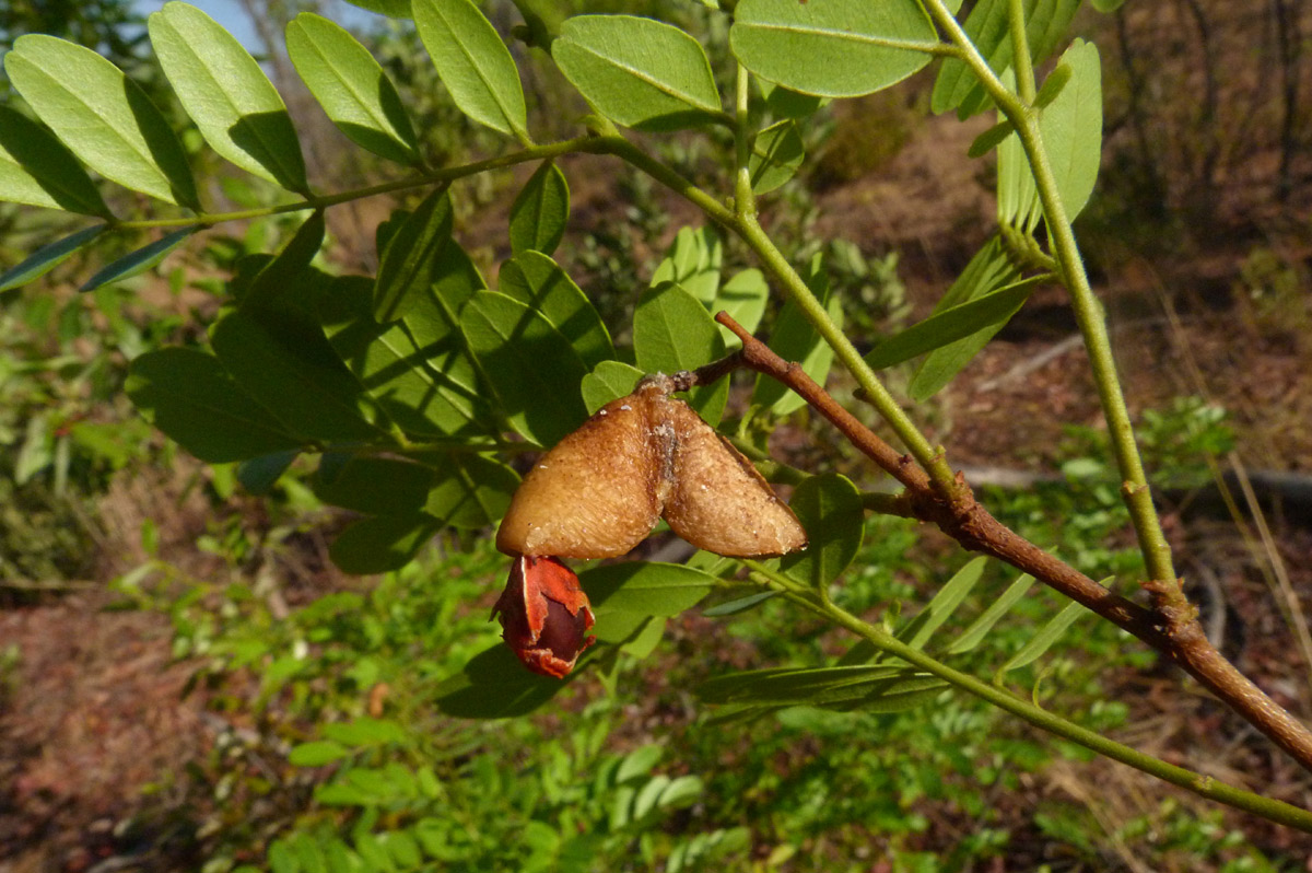 Copaifera baumiana Copaifera baumiana