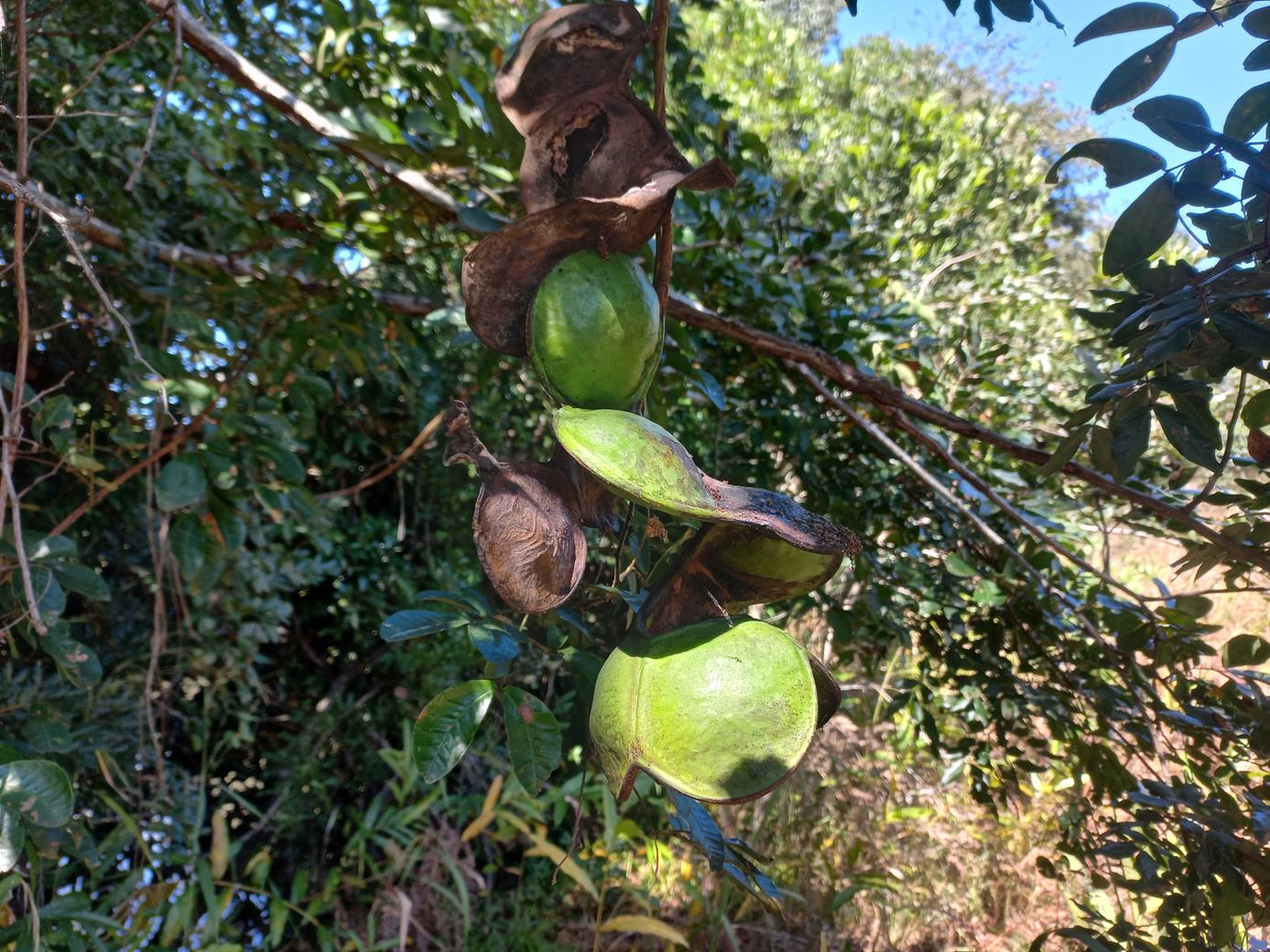 Entada gigas