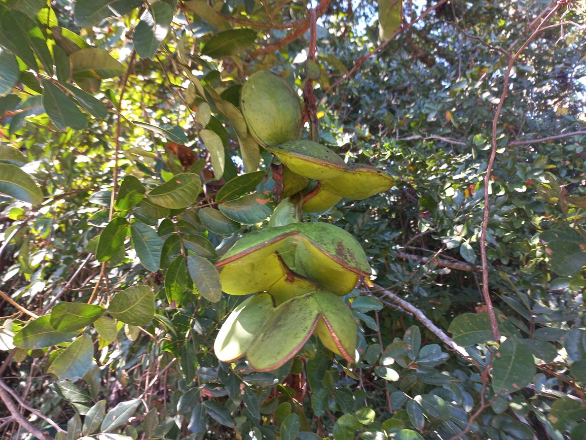 Entada gigas