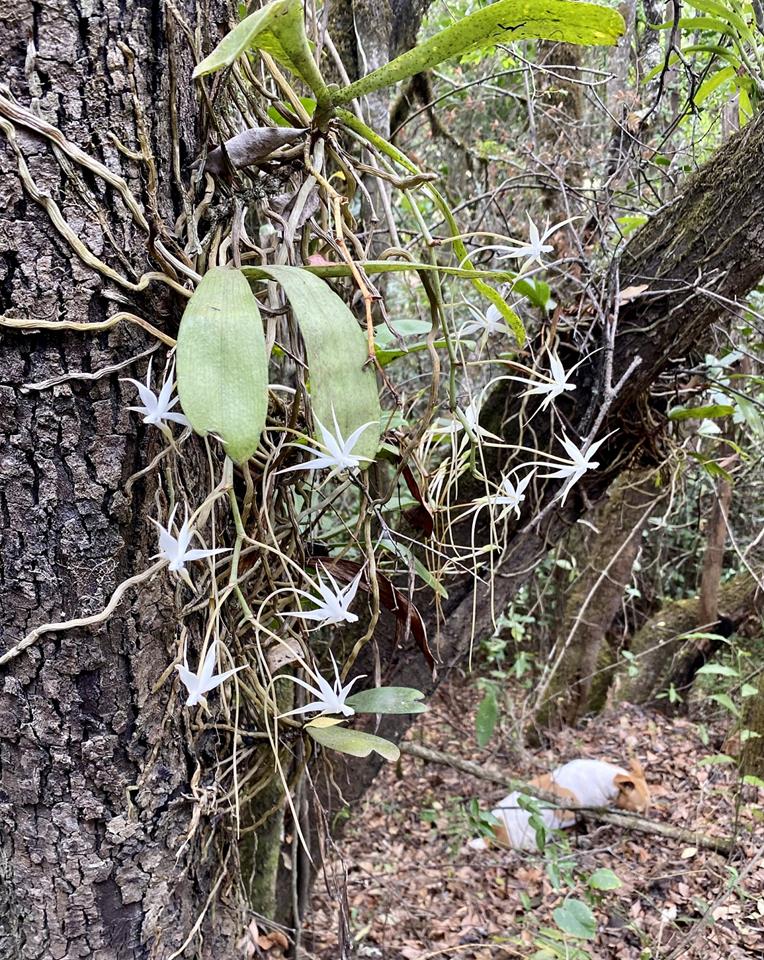 Aerangis brachycarpa
