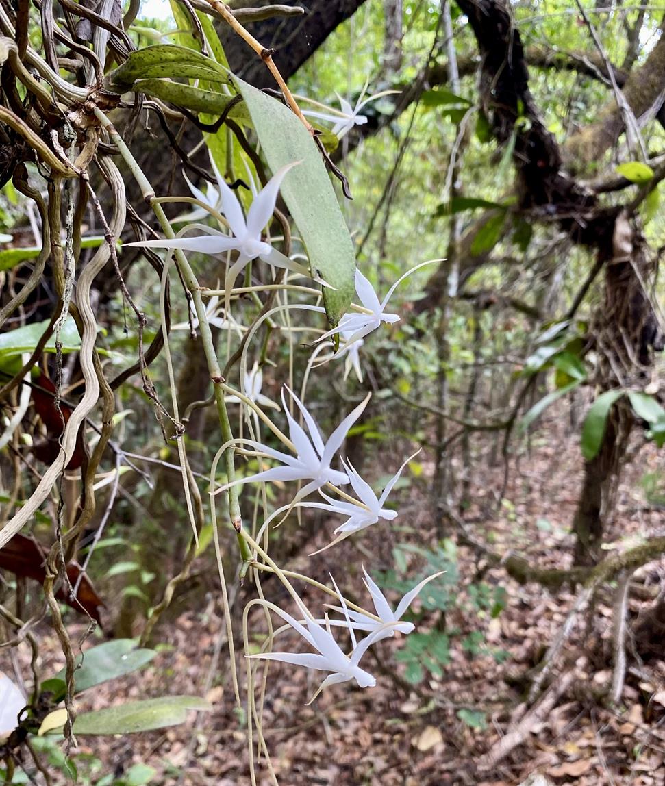 Aerangis brachycarpa Aerangis brachycarpa