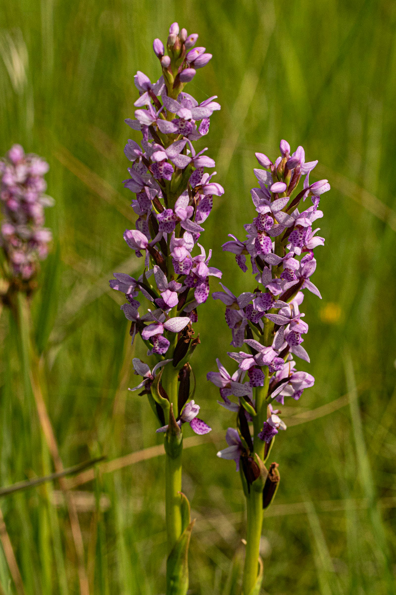 Brachycorythis angolensis Brachycorythis angolensis