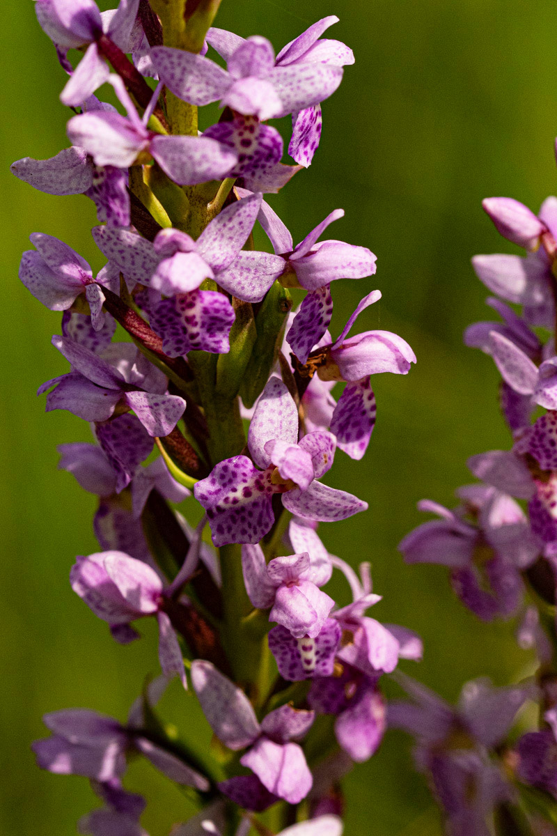 Brachycorythis angolensis Brachycorythis angolensis