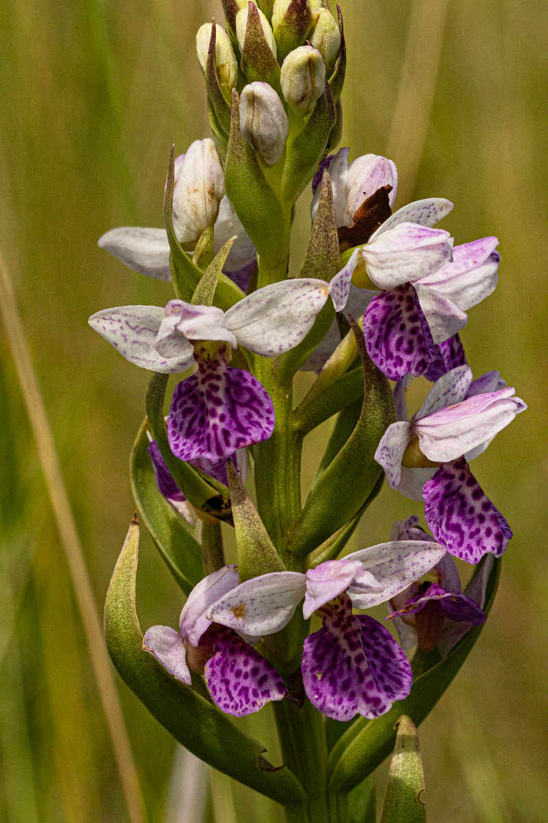 Brachycorythis angolensis Brachycorythis angolensis