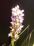 Brachycorythis angolensis