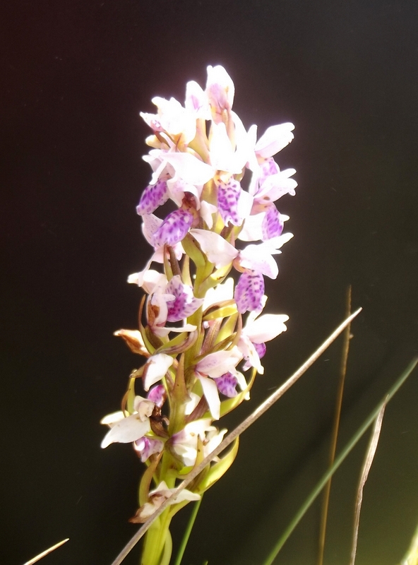 Brachycorythis angolensis Brachycorythis angolensis