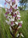 Brachycorythis angolensis