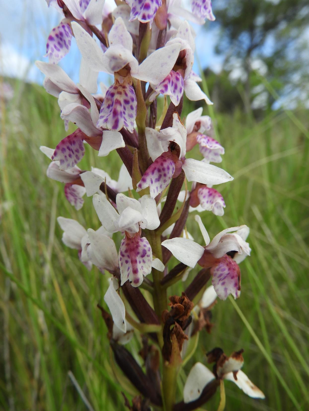 Brachycorythis angolensis Brachycorythis angolensis