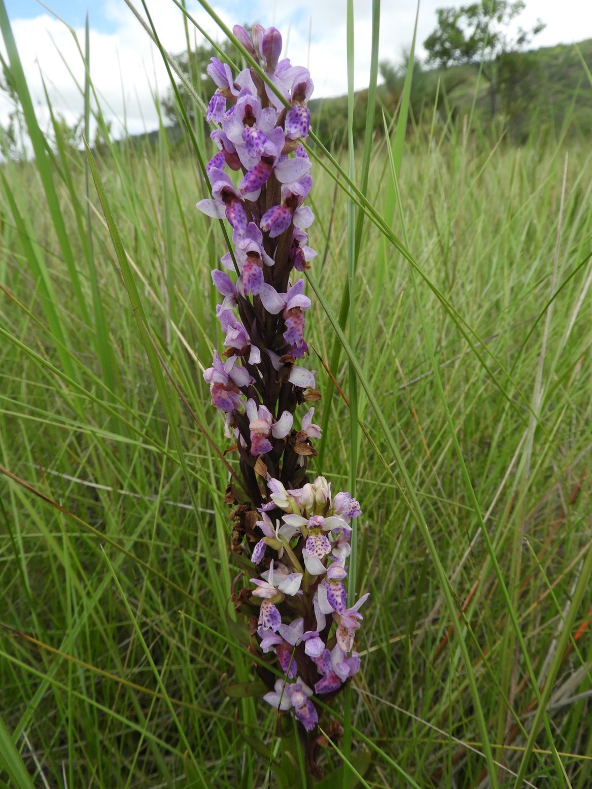 Brachycorythis angolensis Brachycorythis angolensis
