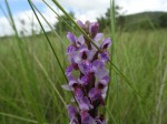 Brachycorythis angolensis