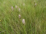 Brachycorythis angolensis