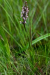 Brachycorythis rhodostachys