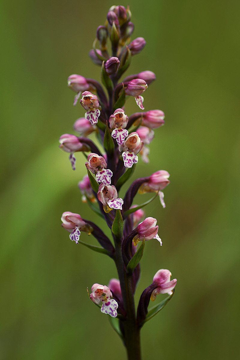 Brachycorythis rhodostachys Brachycorythis rhodostachys