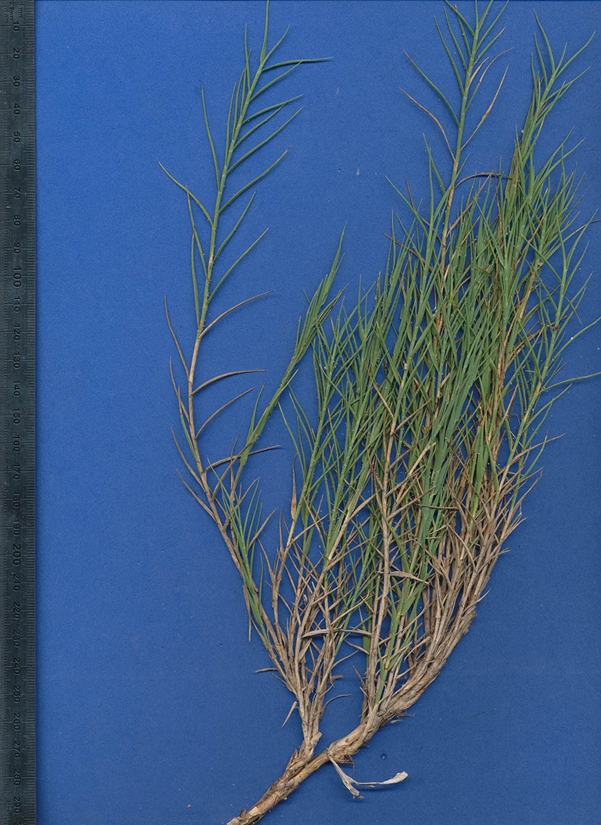 Paspalum vaginatum Paspalum vaginatum