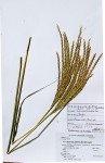 Phacelurus huillensis