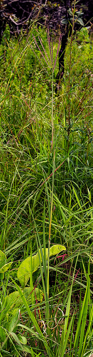 Phacelurus huillensis Phacelurus huillensis