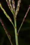 Phacelurus huillensis
