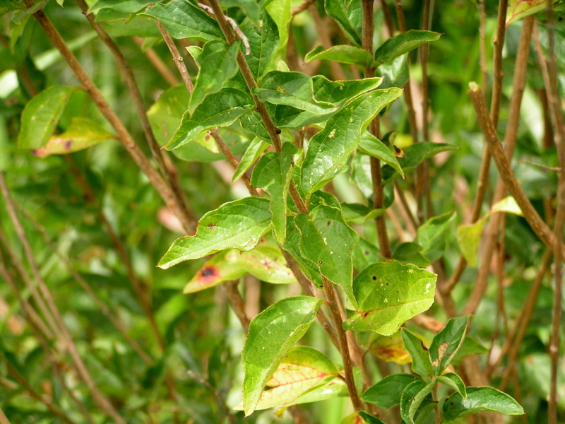 Tinnea antiscorbutica Tinnea antiscorbutica