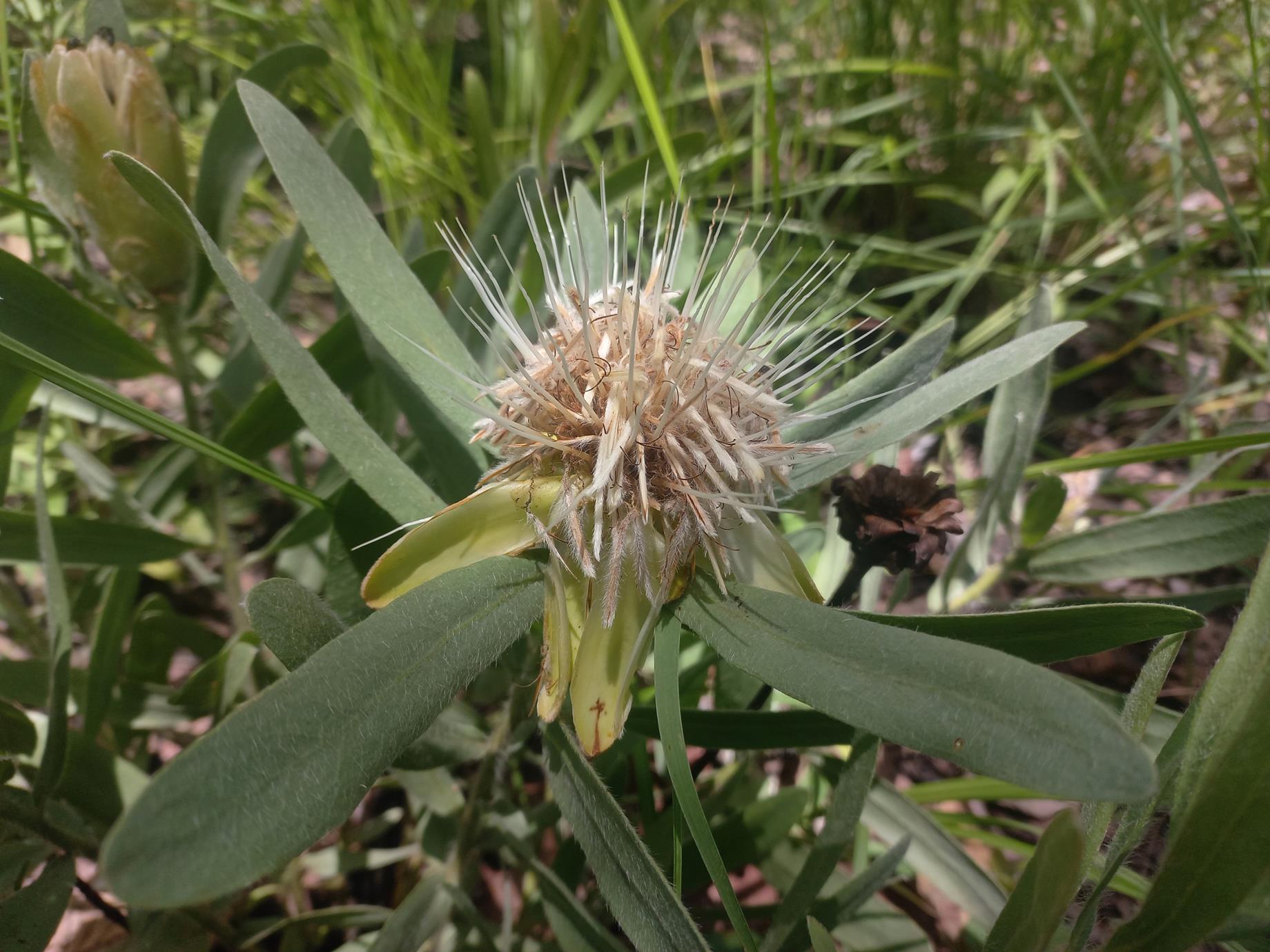 Protea micans subsp. micans Protea micans subsp. micans