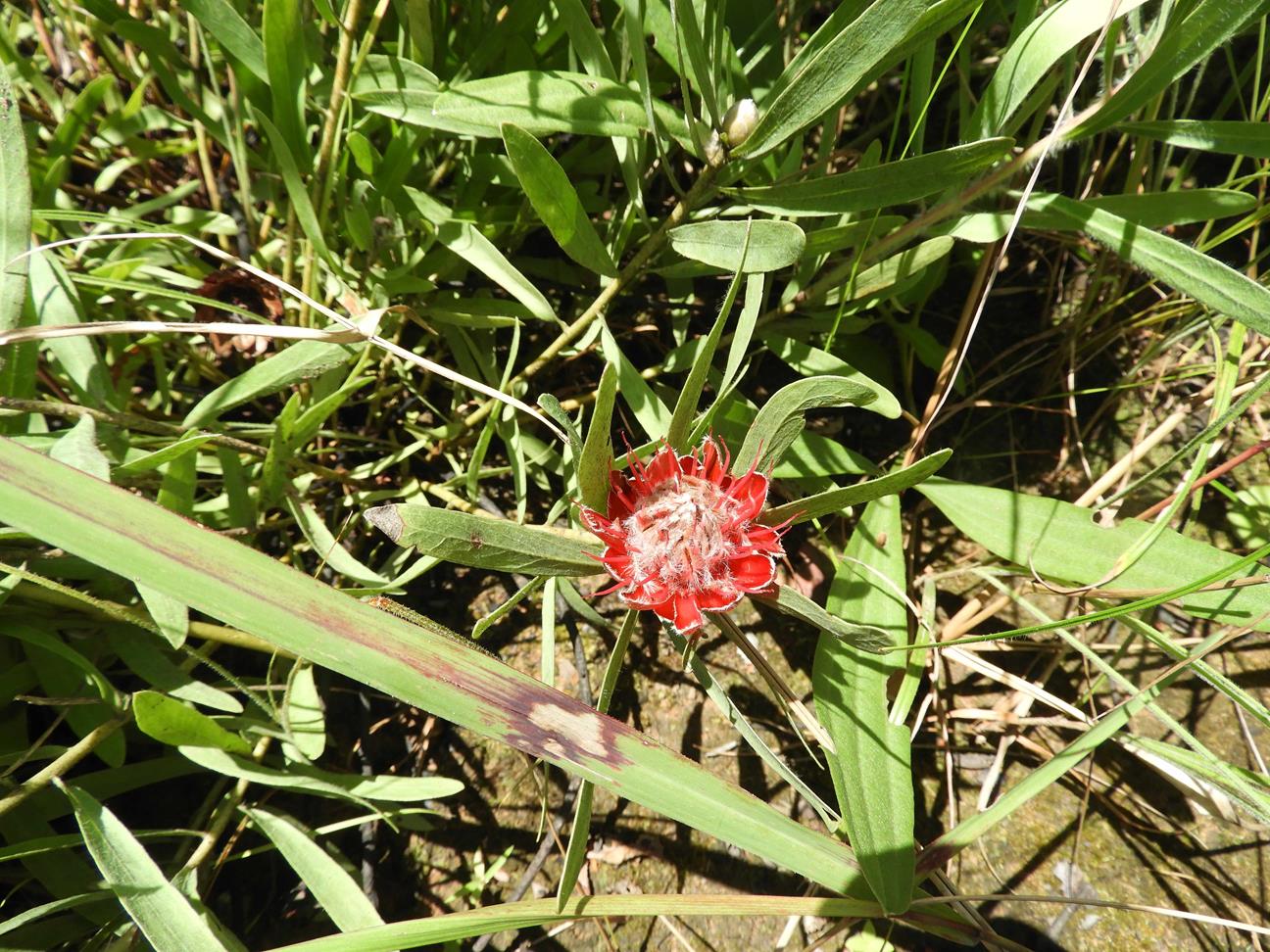 Protea micans subsp. trichophylla