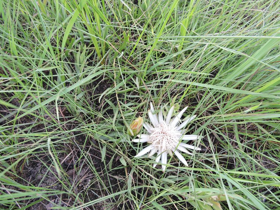 Protea paludosa subsp. secundifolia Protea paludosa subsp. secundifolia