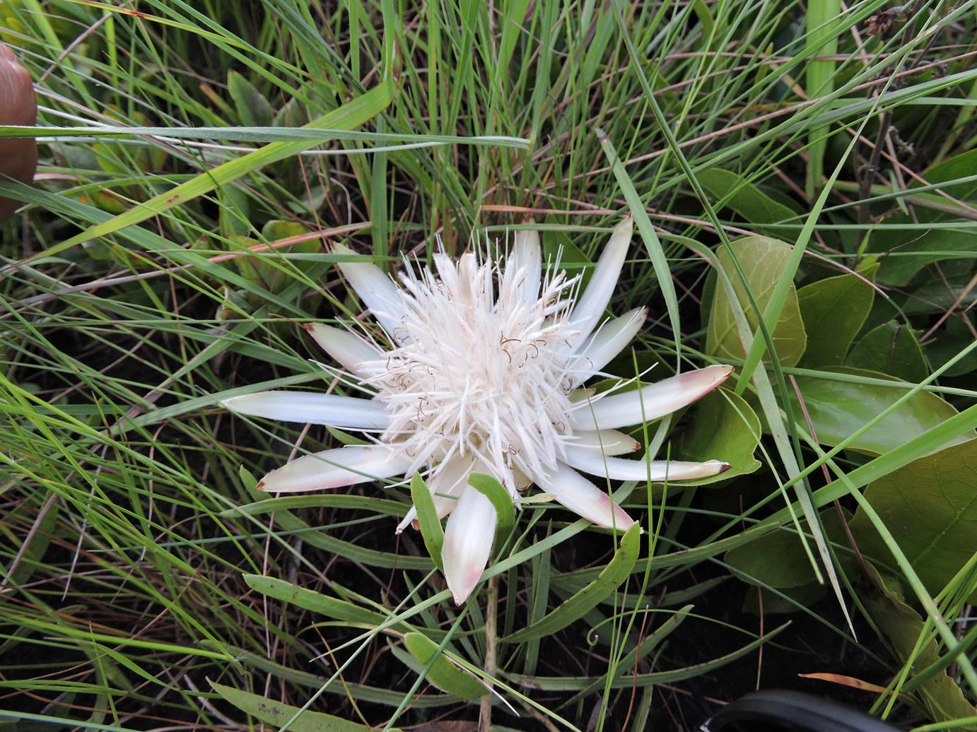 Protea paludosa subsp. secundifolia Protea paludosa subsp. secundifolia