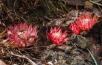 Thonningia sanguinea